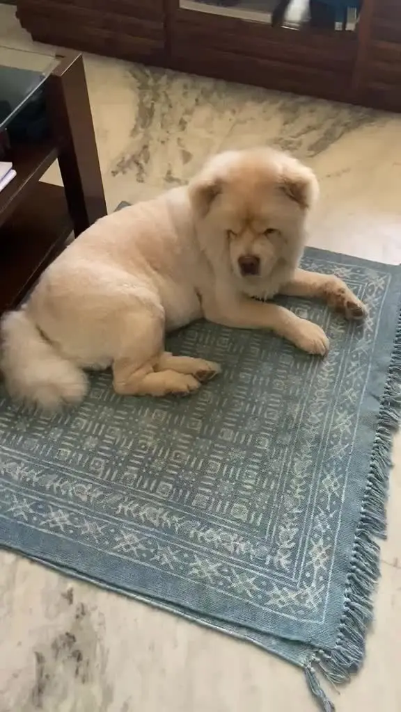 Simba on video