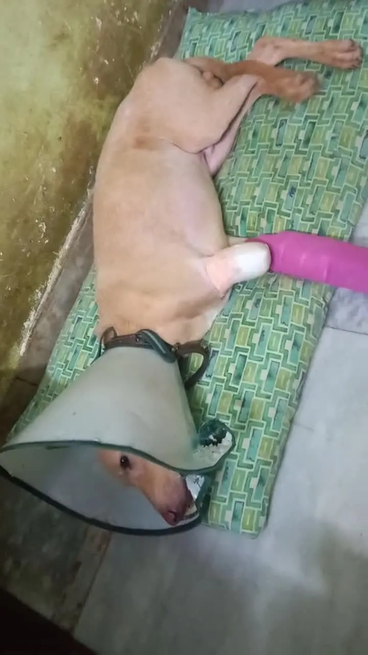 Rehabilitation in action