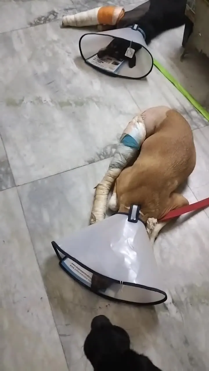 A rescued dog with a leg cast resting in a cone