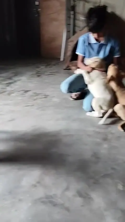 A shelter puppy