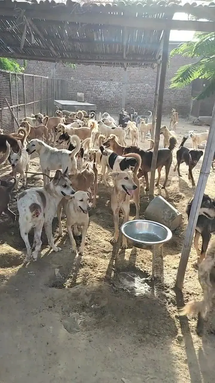 The Shelter in action