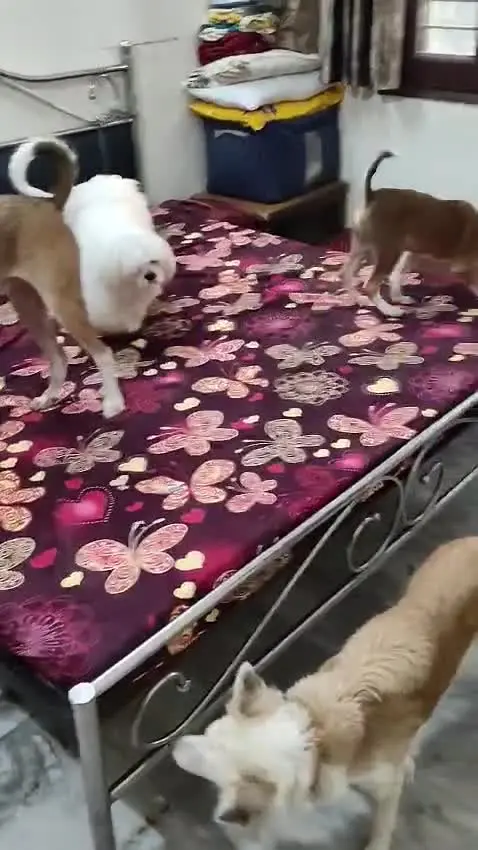 Everyone gets a bed