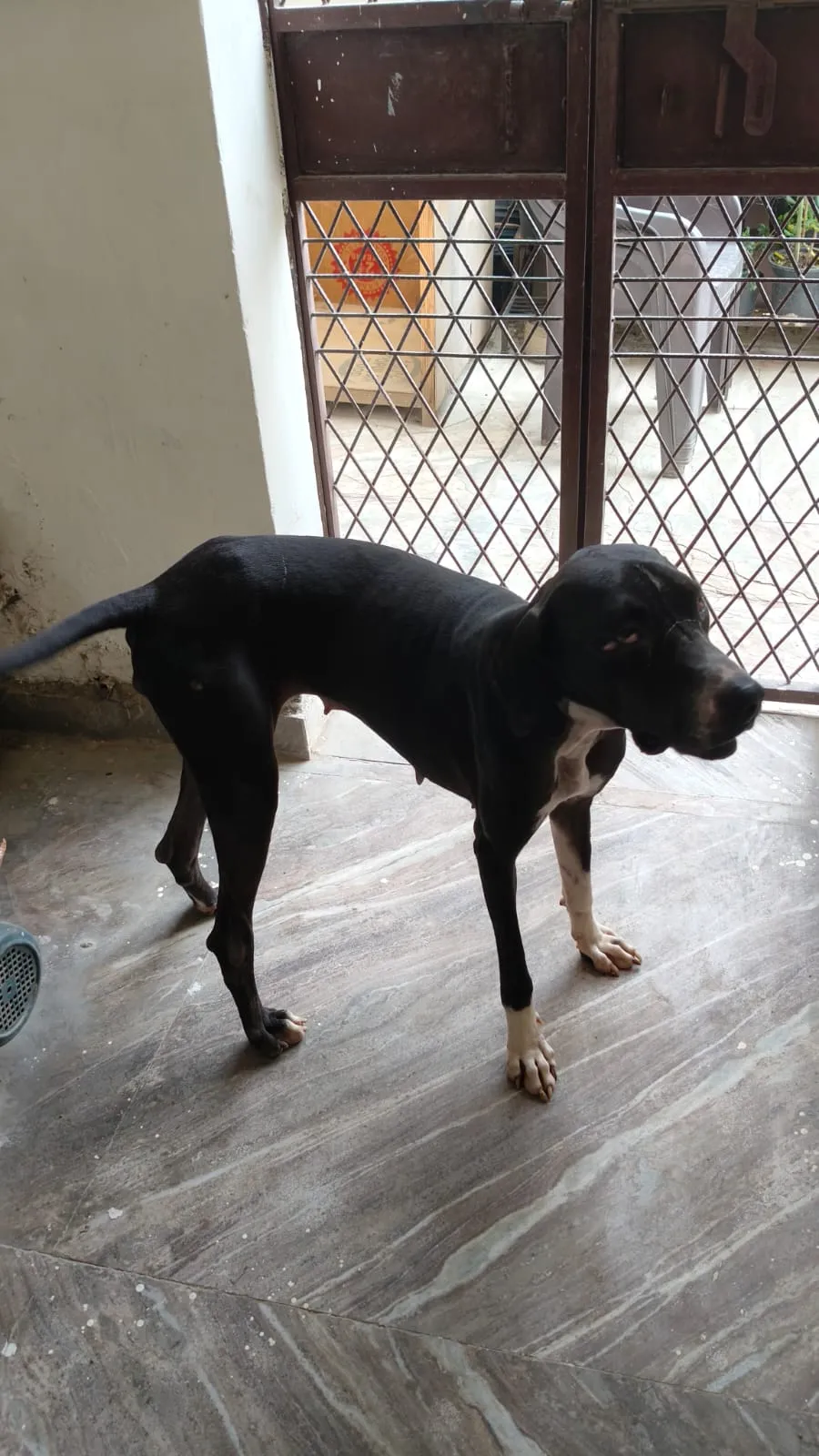A black rescued dog standing in a doorway
