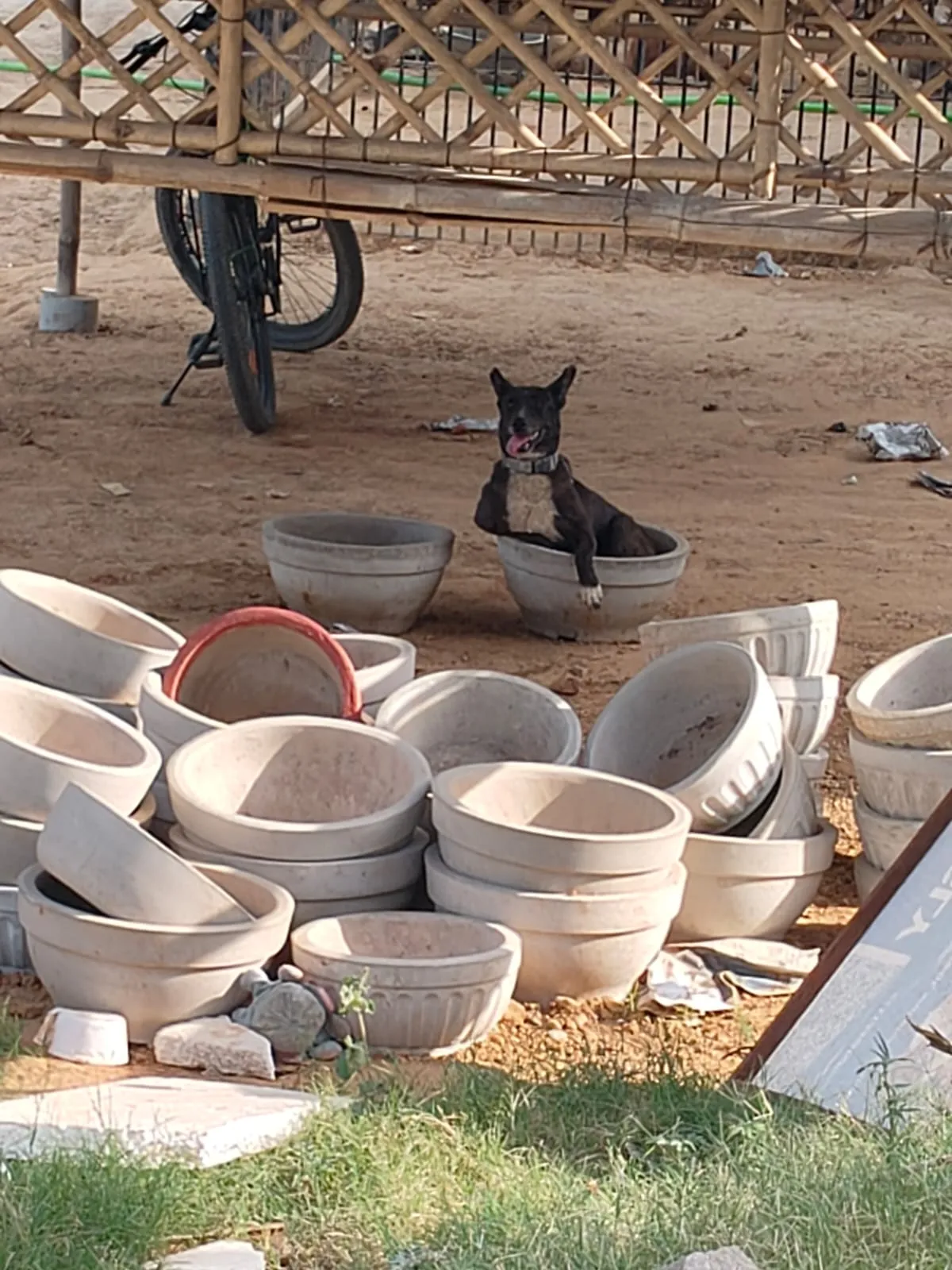 A dog sitting among stacked feeding bowls at the shelter