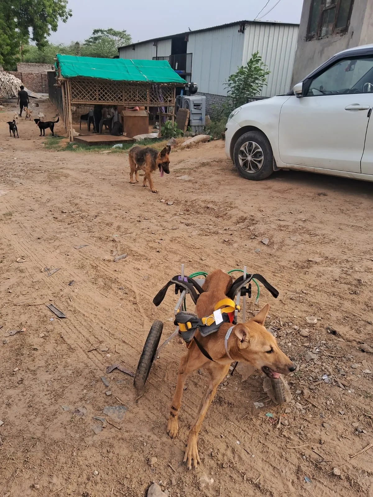 A rescued dog running in a wheelchair at the VoV shelter