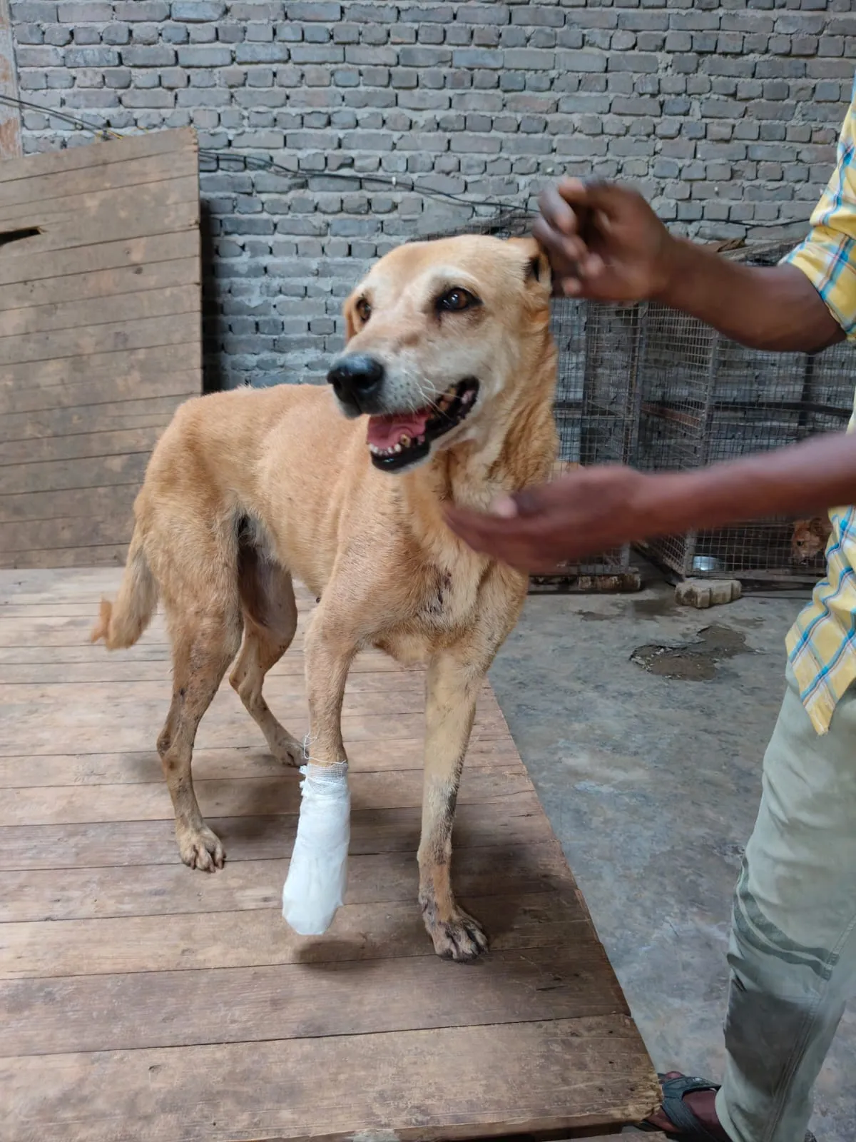A rescued dog smiling with a bandaged leg after treatment