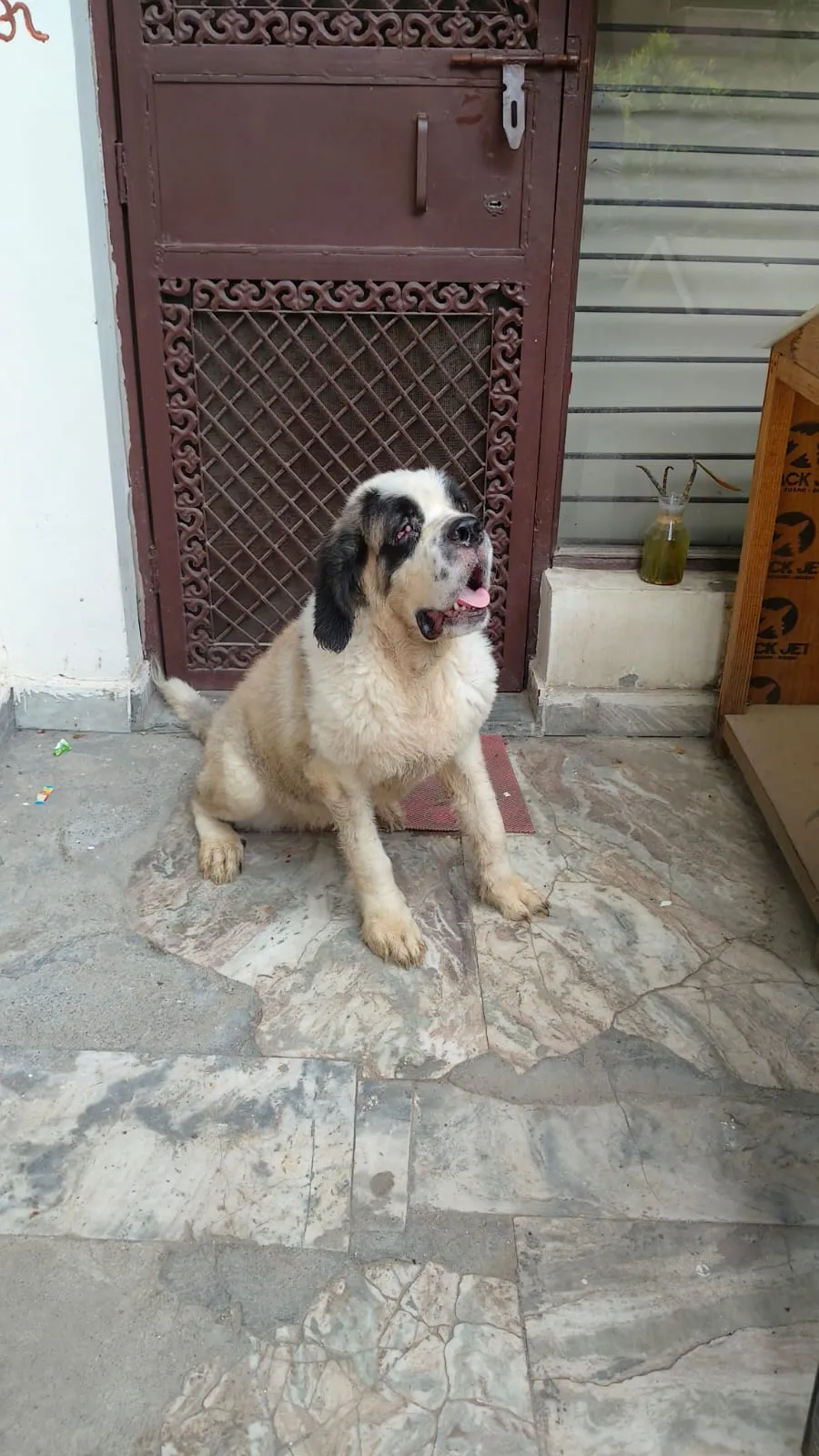 A rescued Saint Bernard mix sitting outside, ready for adoption