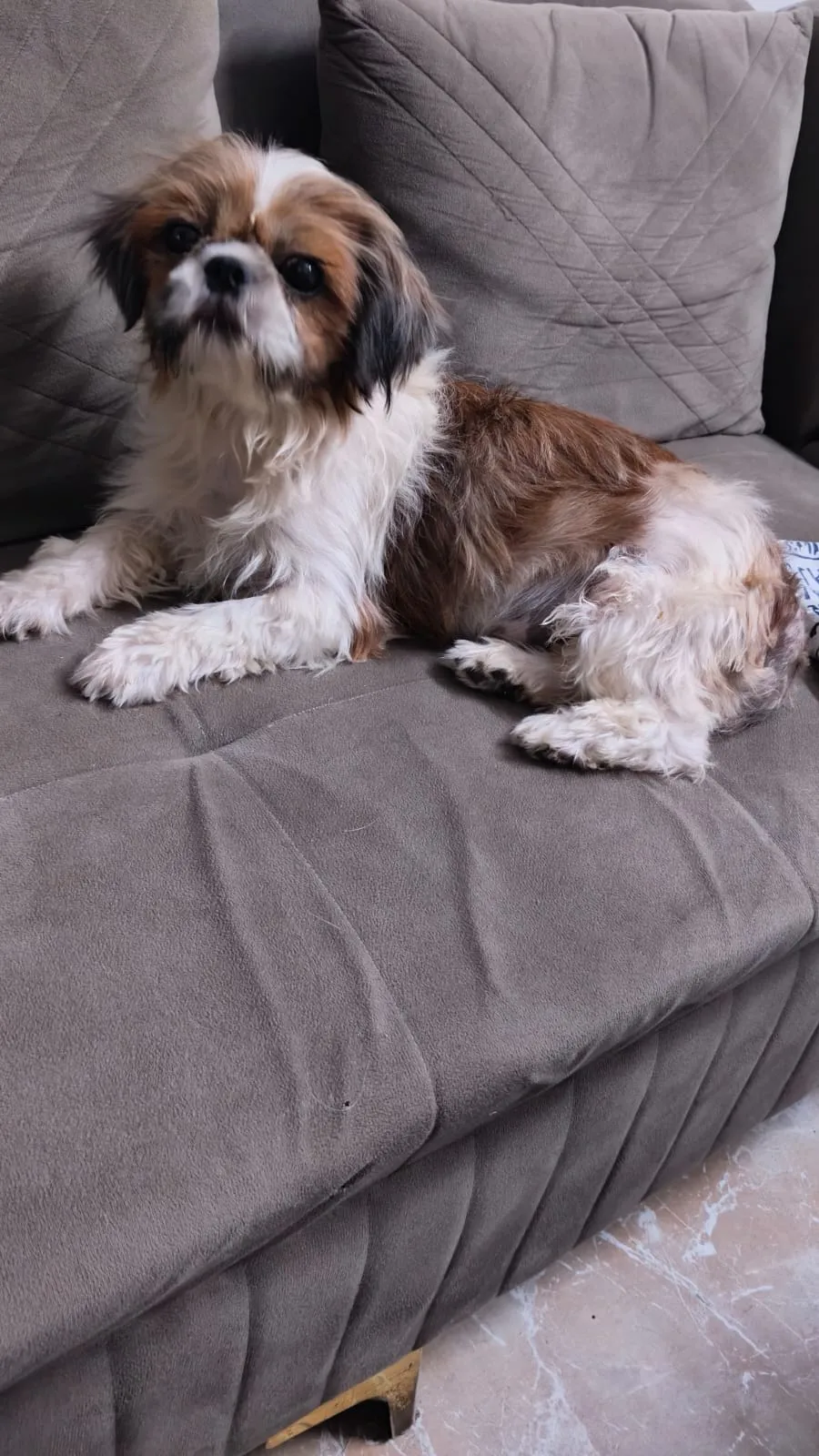 A Shih Tzu mix resting on a grey sofa, looking for a home