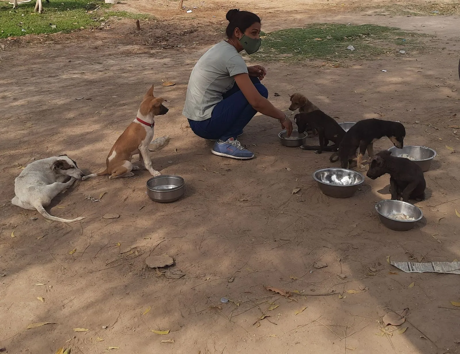 A volunteer feeding puppies and street dogs from steel bowls at the VoV shelter