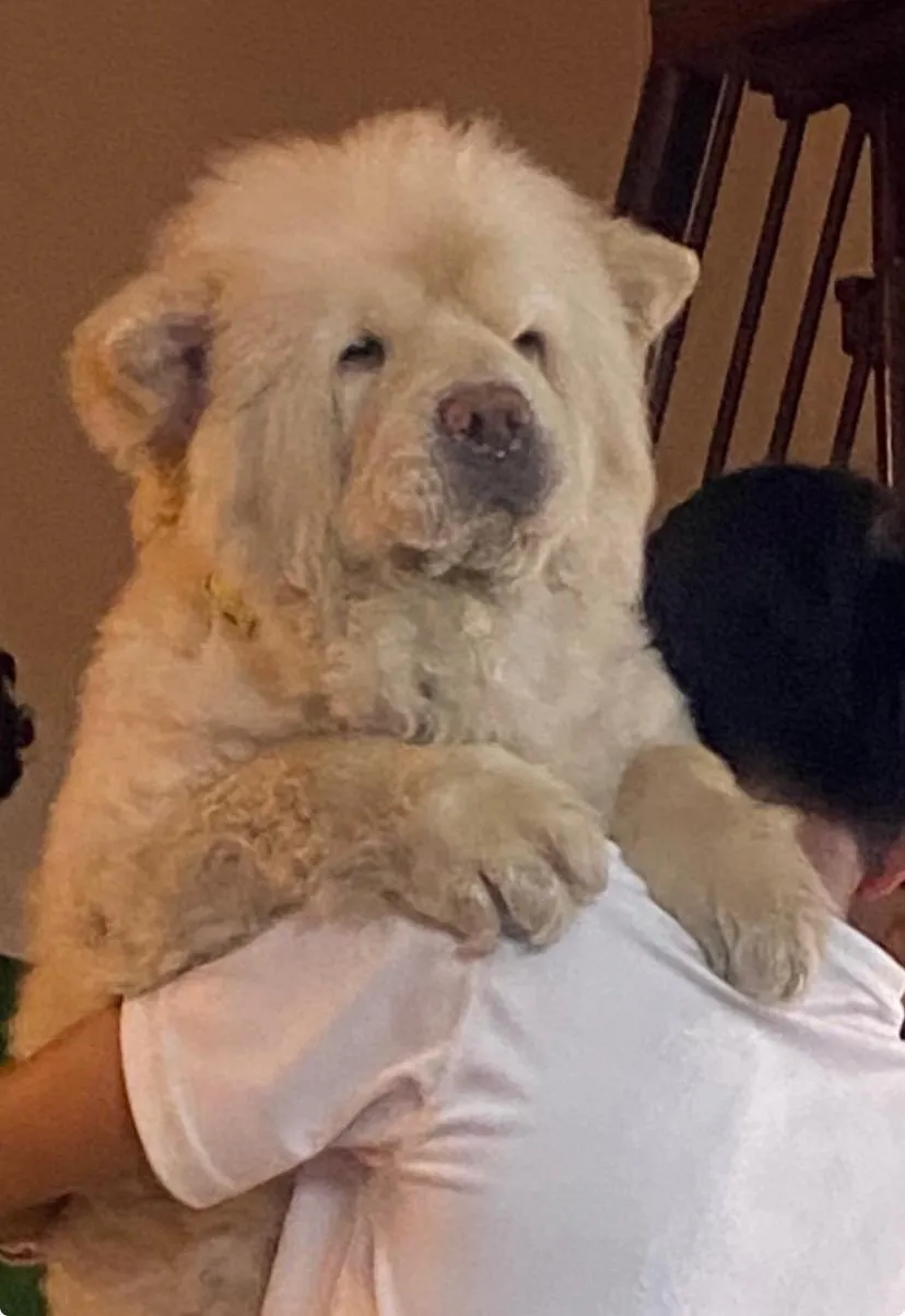 Simba, another photo