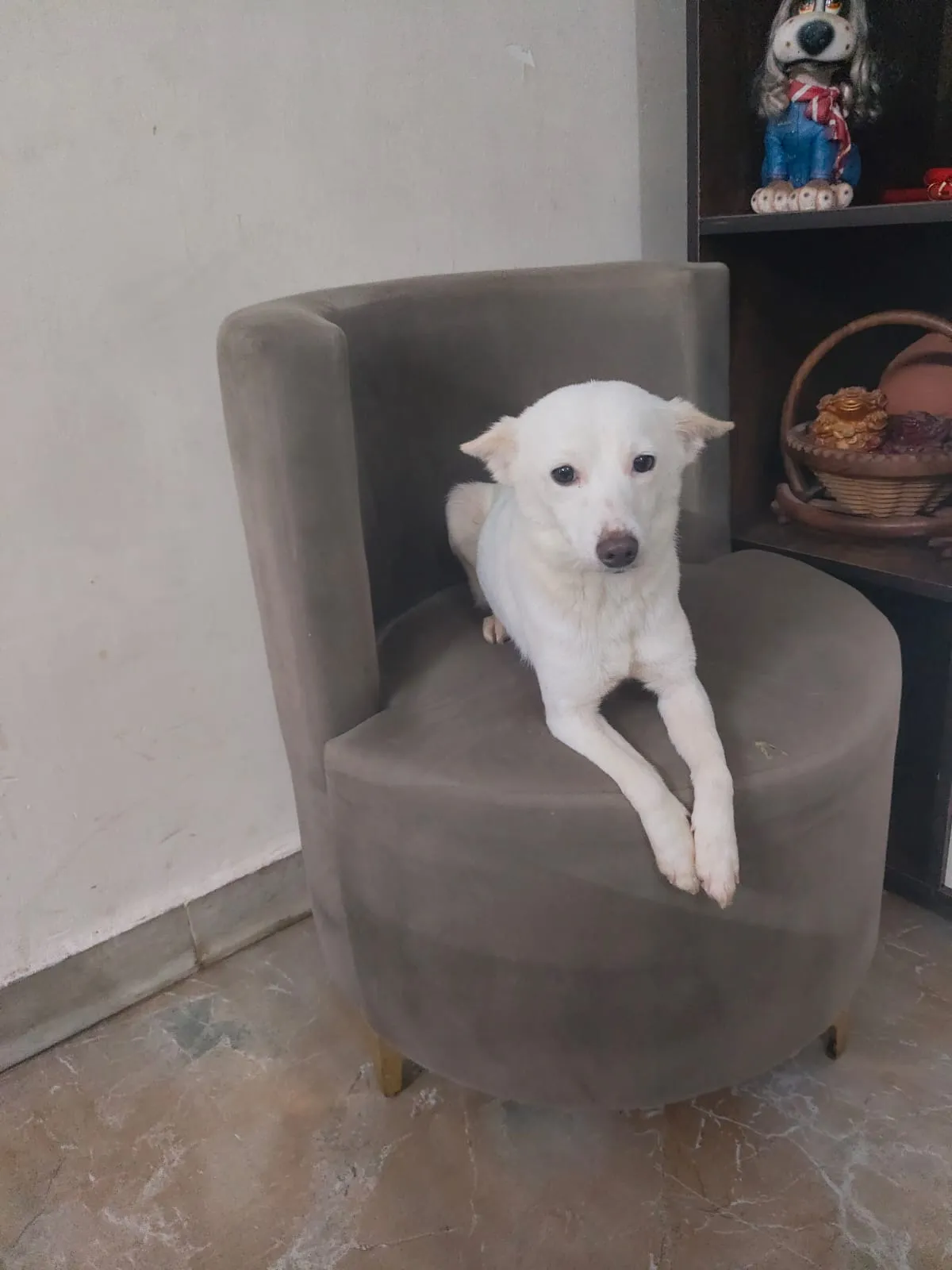 A white rescued dog sitting calmly on a grey armchair