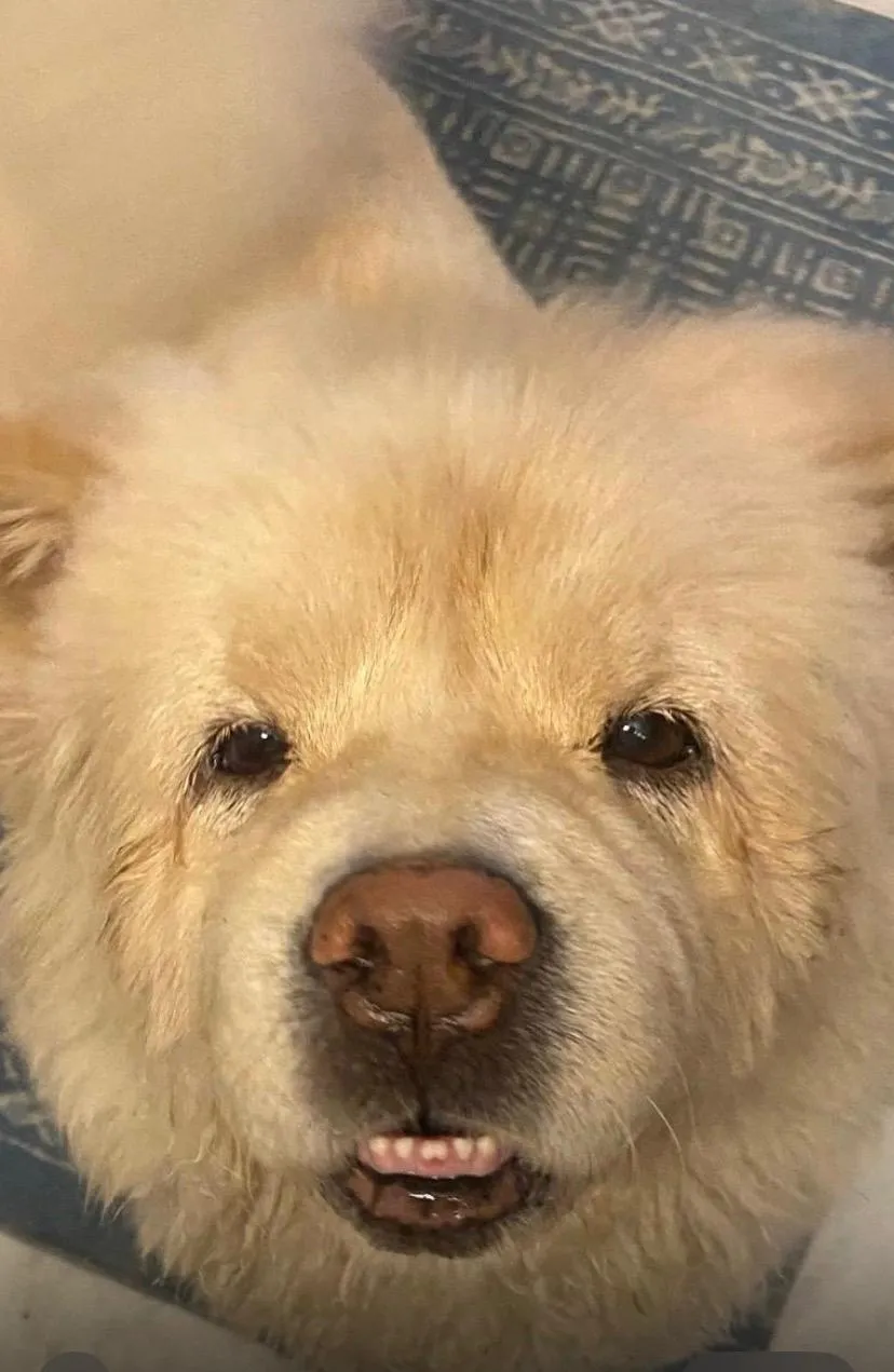 Close-up of a fluffy chow-mix dog rescued by VoV