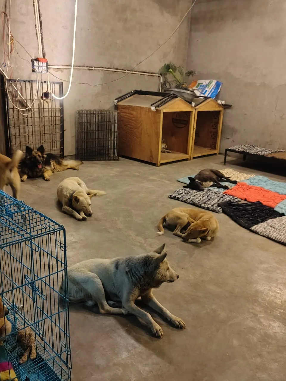 Dogs resting on beds in the VoV shelter