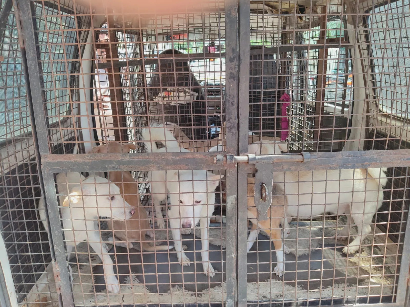 Rescued dogs inside the VoV rescue van