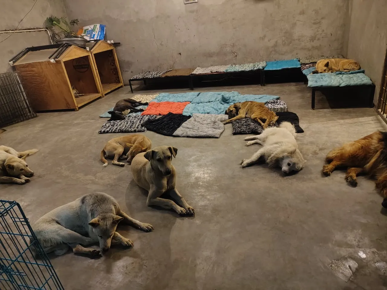 Rescued dogs resting on beds and mats in the VoV shelter hall in Faridabad